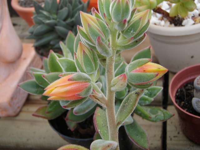 [Plantas2043.jpg]