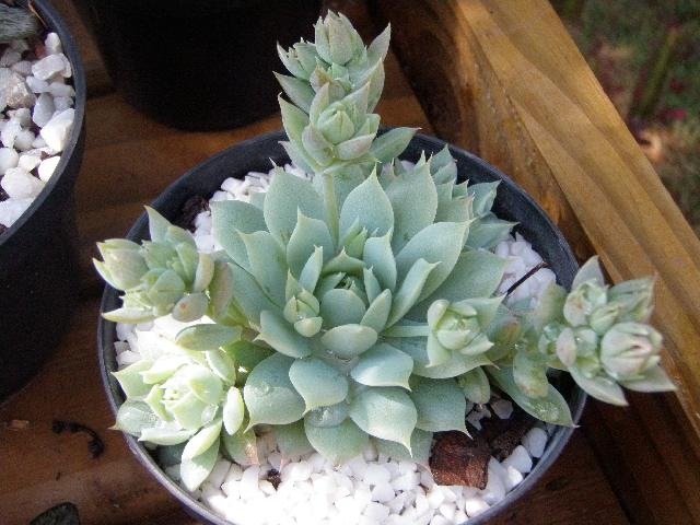 [Echeveriaprolifera3.jpg]