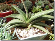 Gasteria carinata var. verrucosa
