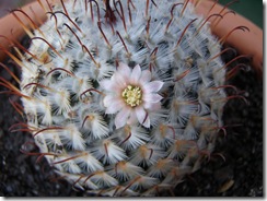 Plantas 243