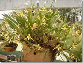 Plantas 322