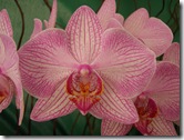 Expoflora 2009 071