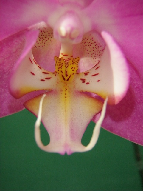 [Expoflora 2009 074[8].jpg]