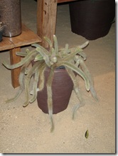 Expoflora 2009 039