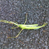 Goliath Stick-insect