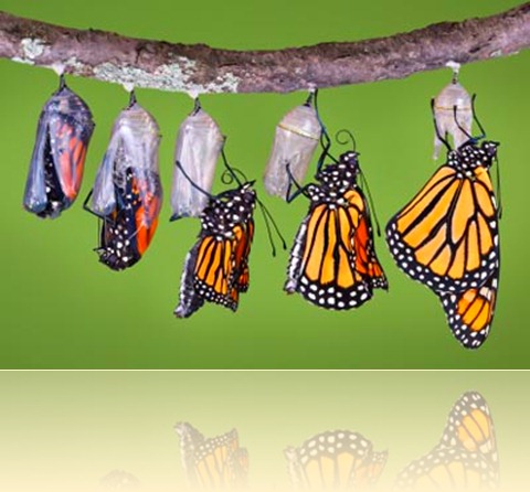 Monarch Butterfly Emerging
