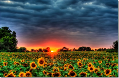 Field Of Sunflowers