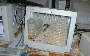 Клетка