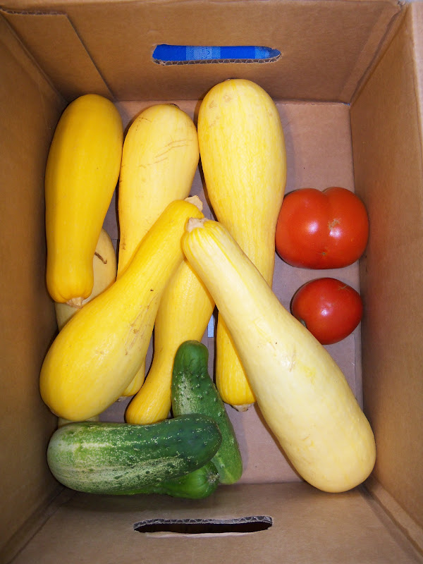 Option A Box