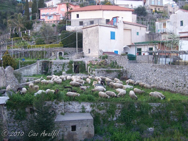 [Ciao Amalfi Coast Blog Goat Sheep Invasion1[7].jpg]