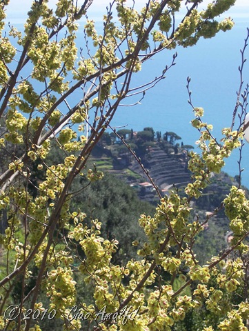 [Ciao Amalfi Coast Blog Spring Blossoms1[7].jpg]