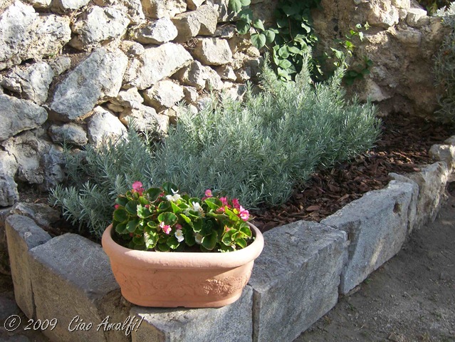 [Ciao Amalfi Coast Blog Lavender trimmed[7].jpg]