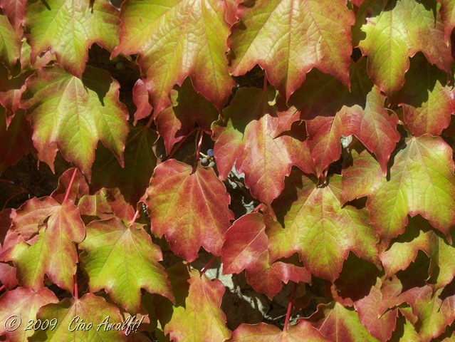 [CiaoAmalfiCoastBlogAutumnLeaves9[3].jpg]
