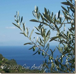 [Ciao_Amalfi_Coast_Blog_olives_close_thumb[4][2].jpg]