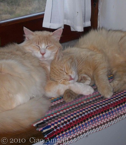 [Ciao Amalfi Coast Blog Cuddles[8].jpg]