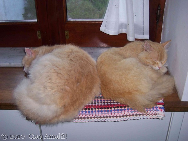 [Ciao Amalfi Coast Blog After the Fight[7].jpg]