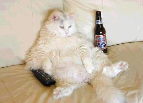 Fat Cat