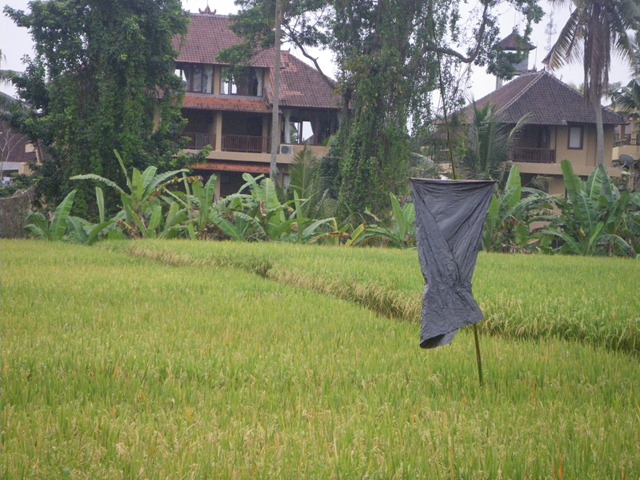 [IMGP39282.jpg]