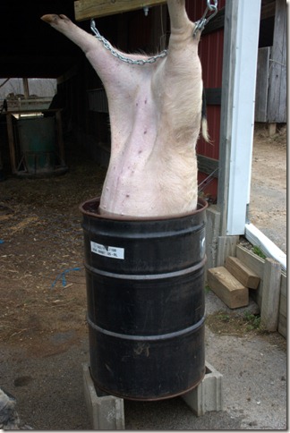 Scald