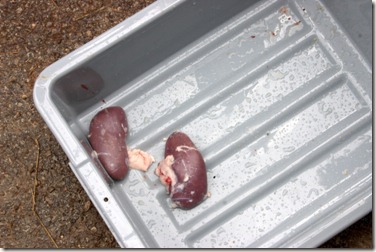 Kidneys