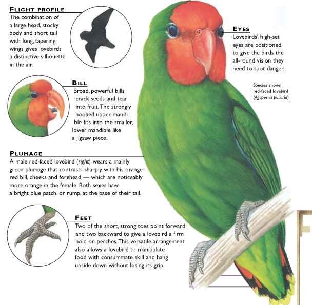 lovebirds birds