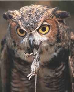 Fierce hunter The horned owl fiercely hunts for prey, such as mice.
