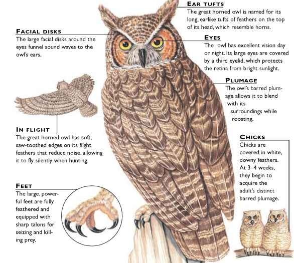Great Horned Owl (Birds)