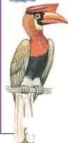 Philippine hornbill