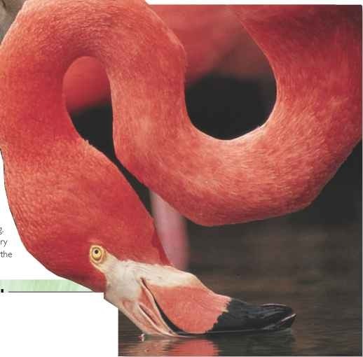 The flamingo may eat up to 9.5 oz. of tiny filtered food particles each day.