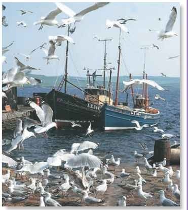 A Hangers on Gulls follow fishing boats, finding easy meals from discarded fish offal.