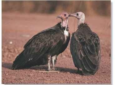 A Bosom friends Vultures pair for life and share parental duties.