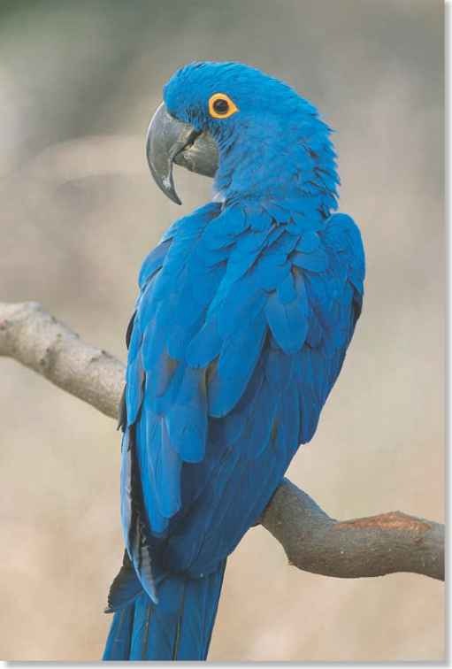 Hyacinth Macaw (Birds)