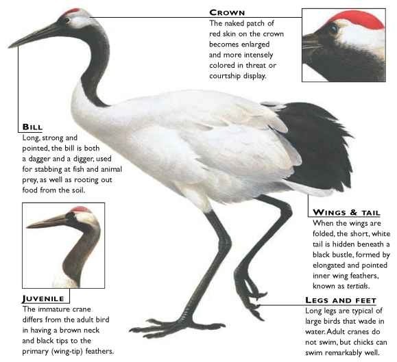 Japanese Crane