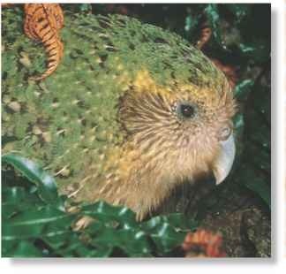  Green habits The kakapo is colored to blend in with its habitat.