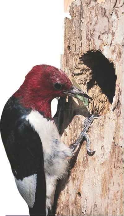 Fresh food A parent brings a protein-rich insect meal to its hungry chicks.