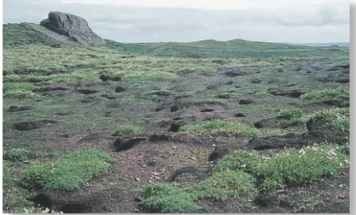 A Nest holes Colonies look deserted by day: all birds are at sea or incubating underground.