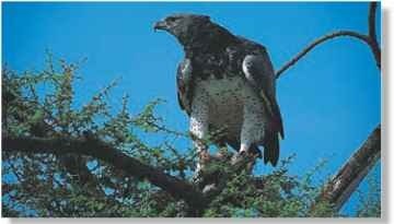 A Eating aloft Perched in the crown of a tree, the eagle uses its hooked bill to shred strips of flesh from a carcass.