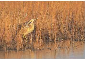 A Walking tall The North American bittern prefers areas with tall vegetation to escape from danger.