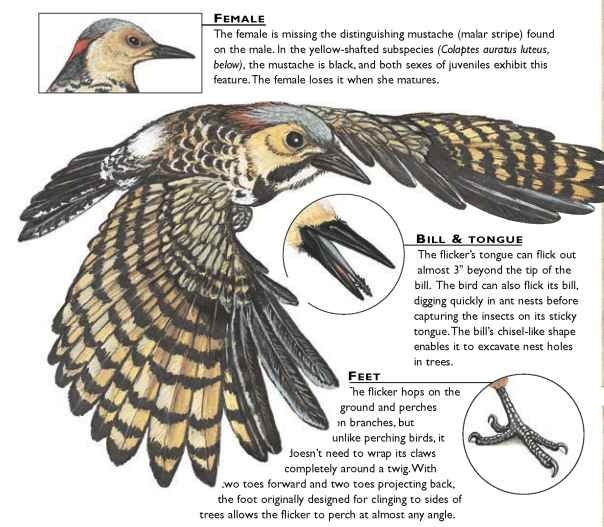 Northern Flicker (Birds)