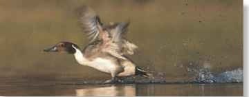 A Aquatic runway The pintail has large wings for strong, fast flight.