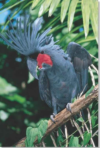 palm cockatoo breeds