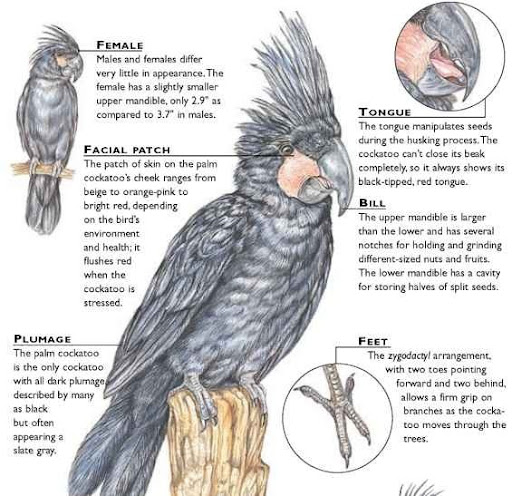 palm cockatoo diet