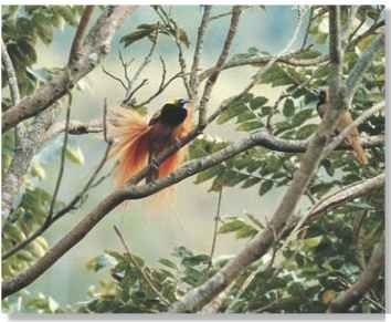 Bird-watching The bird of paradise's colorful plumage lets its displays be seen among the thickest foliage.