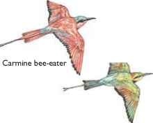 Rainbow bee-eater