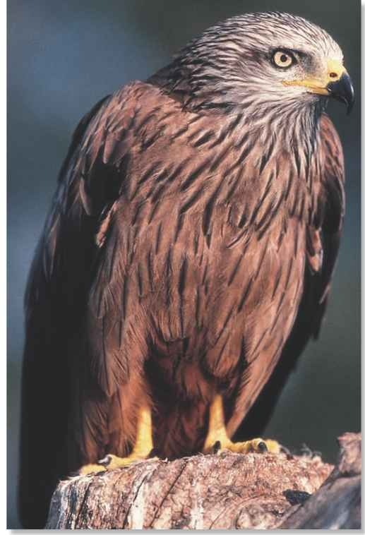 Red Kite (Birds)