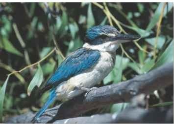 A Woodland wonder The sacred kingfisher's bright blue and white plumage stands out among the green foliage.