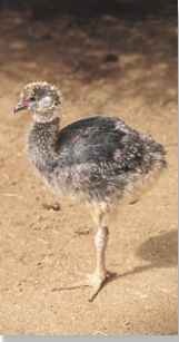  Slightly southern A southern screamer chick starts to develop its distinguishing neck ring.