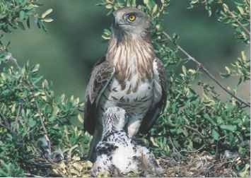 Perching protector A short-toed snake eagle stands guard over its growing chick, while they both await the female's return.