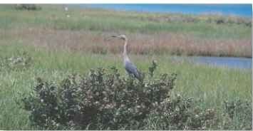 A Tidal flats The reddish egret relies on saltwater habitats, such as salt marshes along the coast.