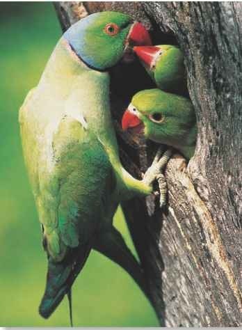 A Greenhouse Young birds lack collars, so they look more like the female than the male (above).